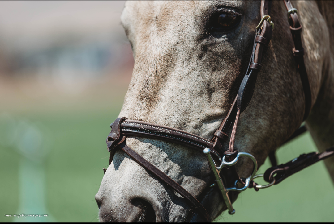Jumper Bridle - Second Series - In Stock