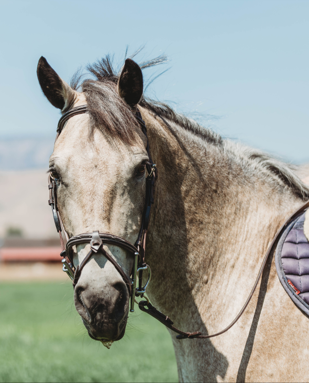 Jumper Bridle - Second Series - In Stock