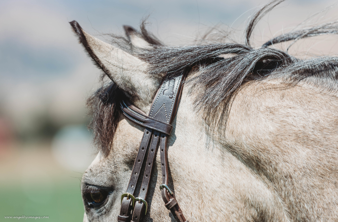 Jumper Bridle - Second Series - In Stock