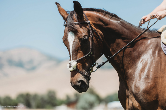 Figure Eight Bridle - Second Series - In Stock