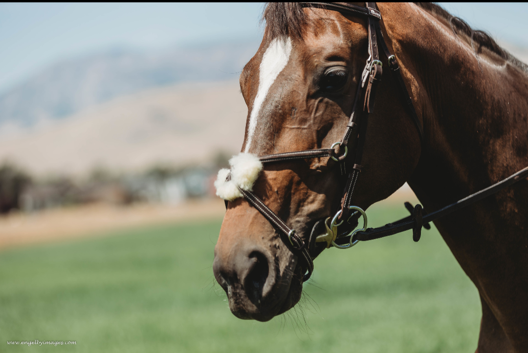 Figure Eight Bridle - Second Series