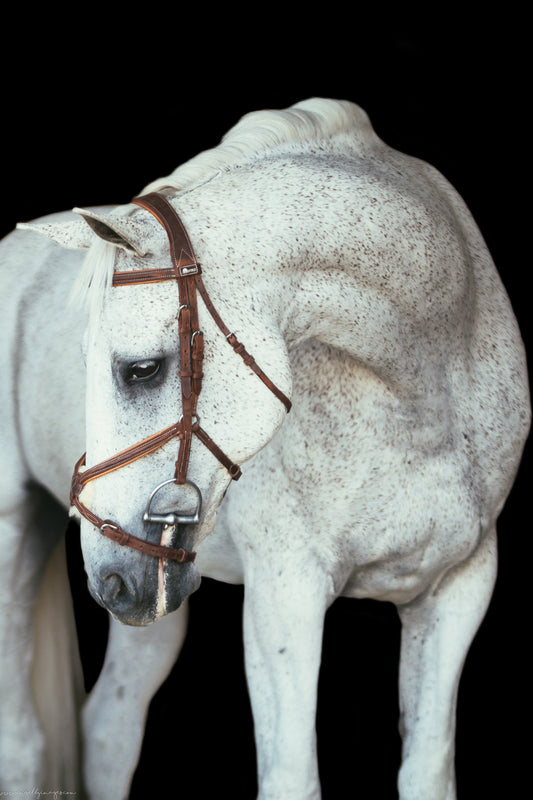 Figure 8 Bridle