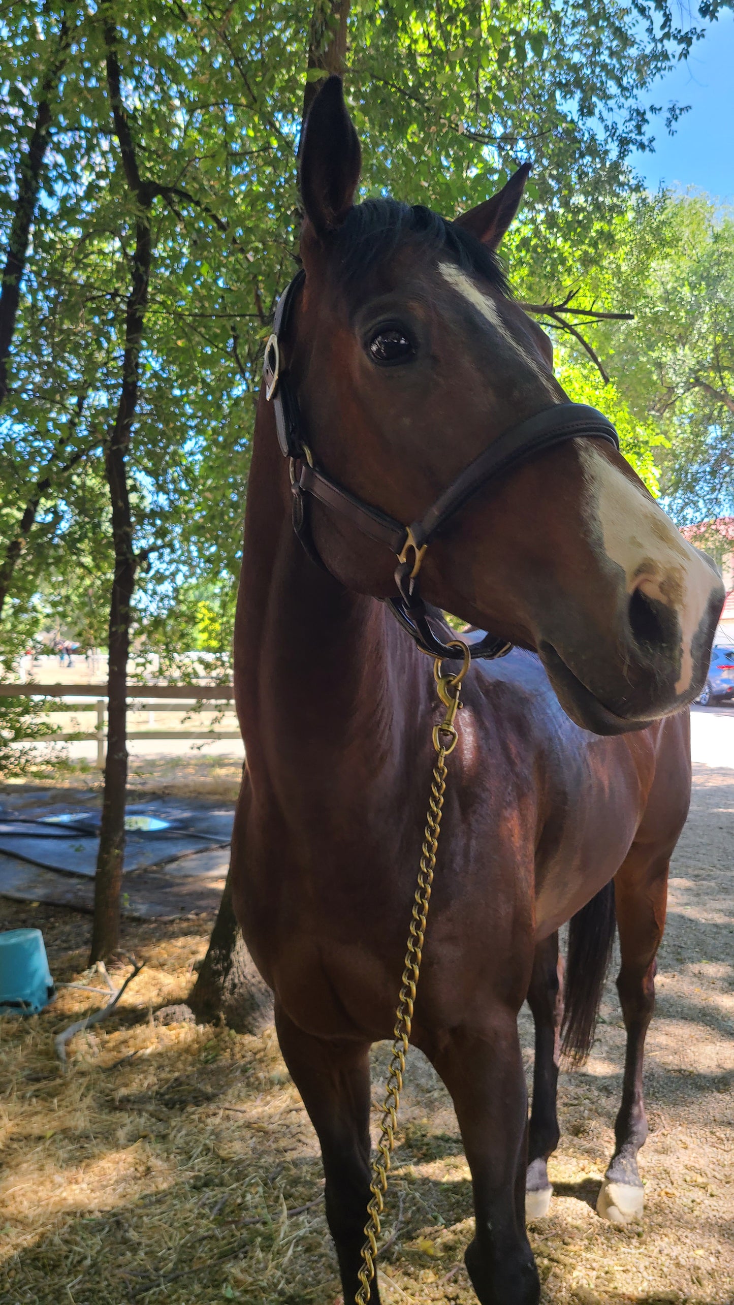 Derby Custom Leather Halter