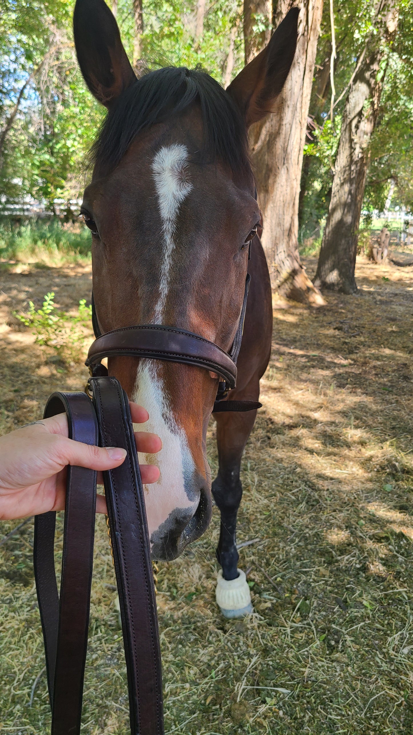 Derby Custom Leather Halter