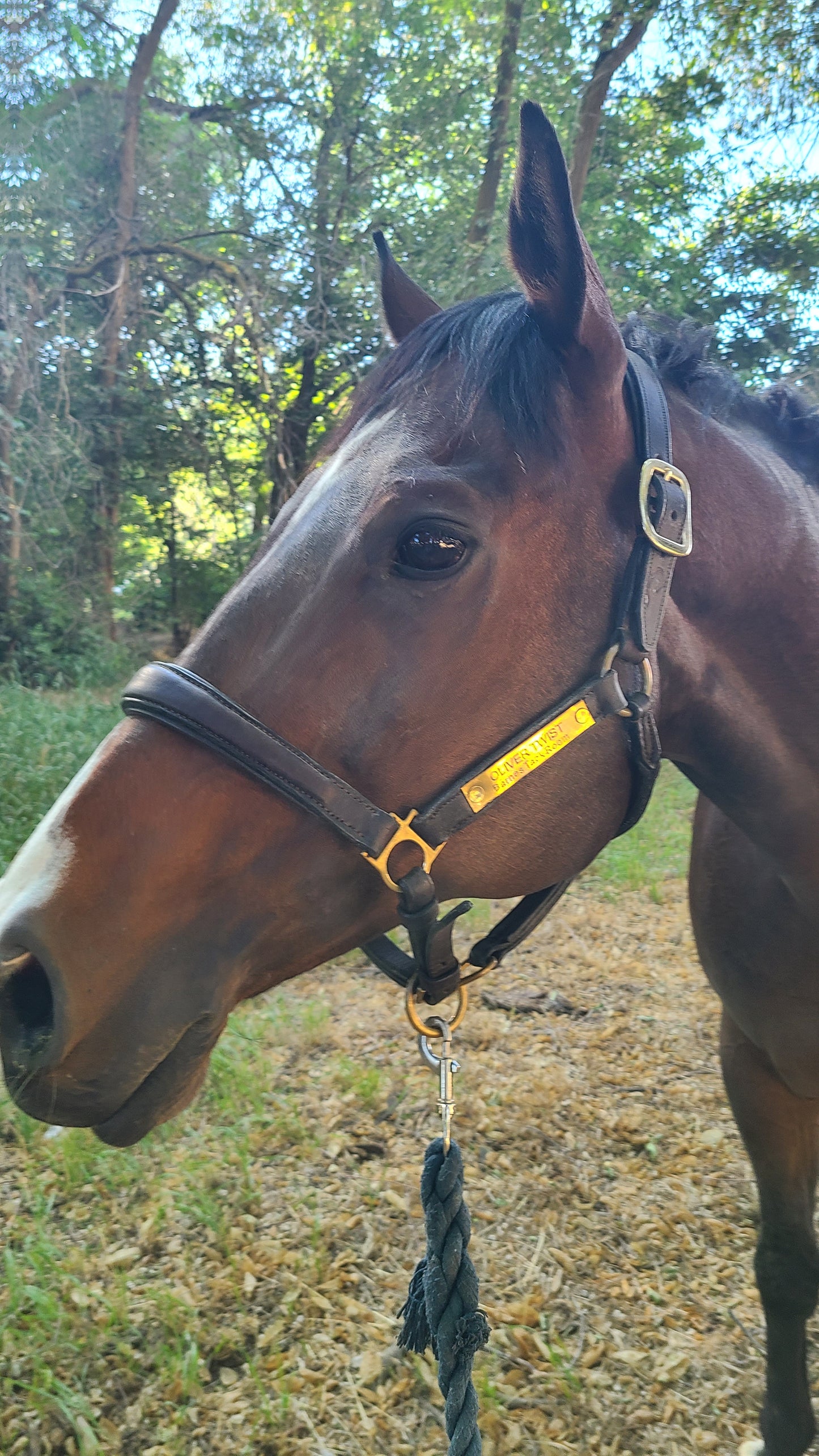 Derby Custom Leather Halter