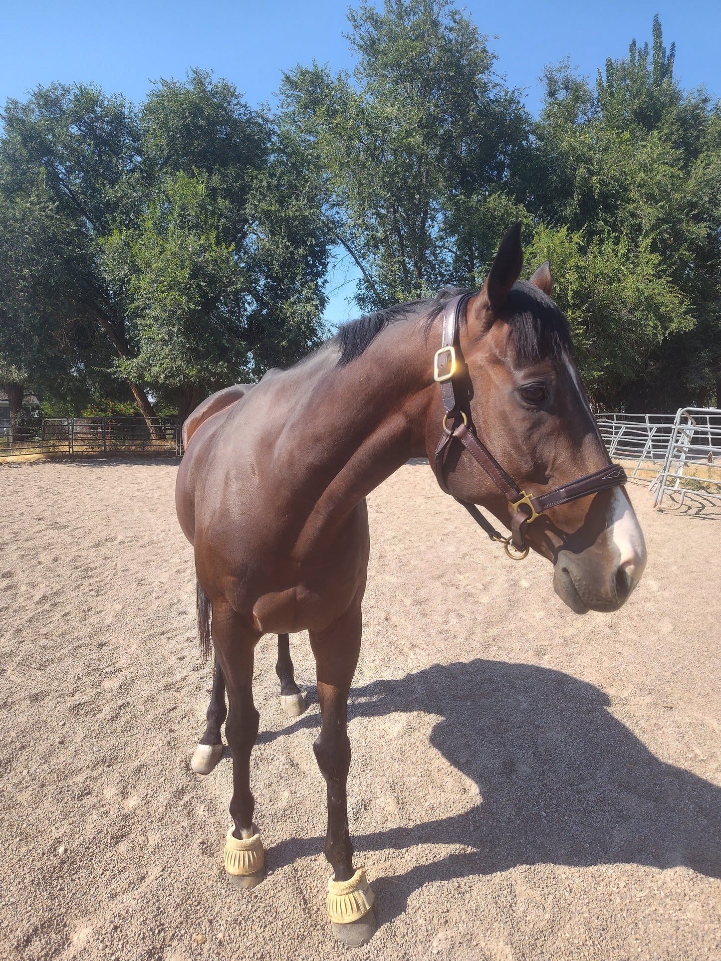 Derby Custom Leather Halter