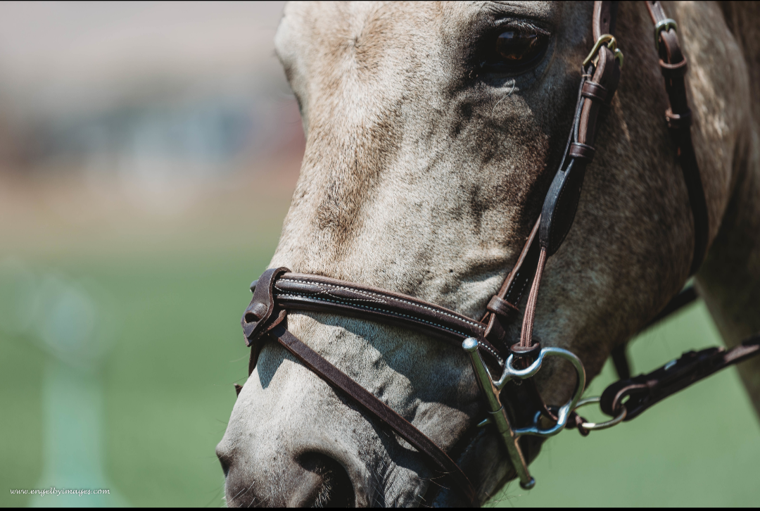 Second Series: Jumper Bridle