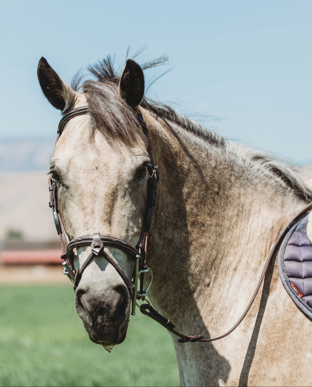 Second Series: Jumper Bridle