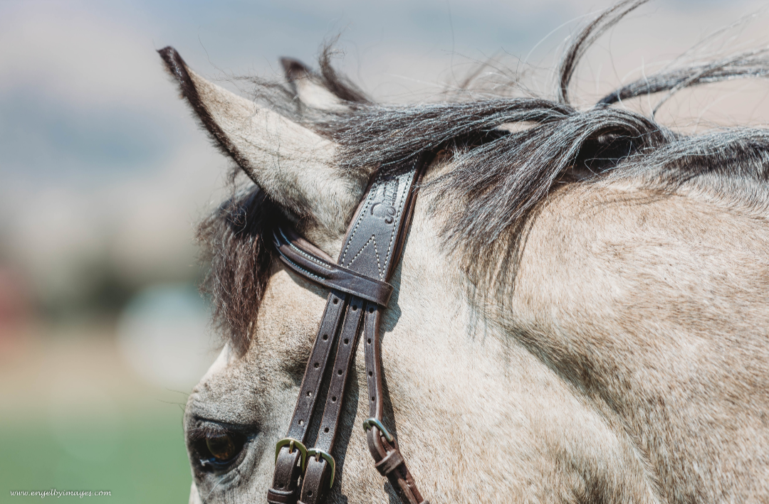 Second Series: Jumper Bridle