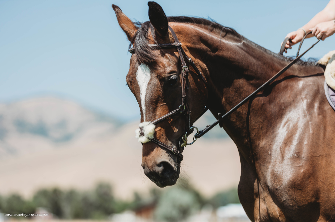 Second Series: Figure Eight Bridle