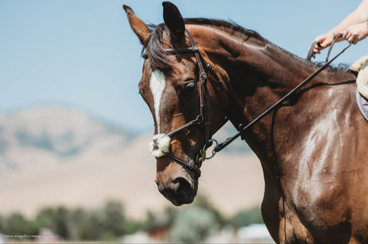 Figure Eight Bridle - Second Series