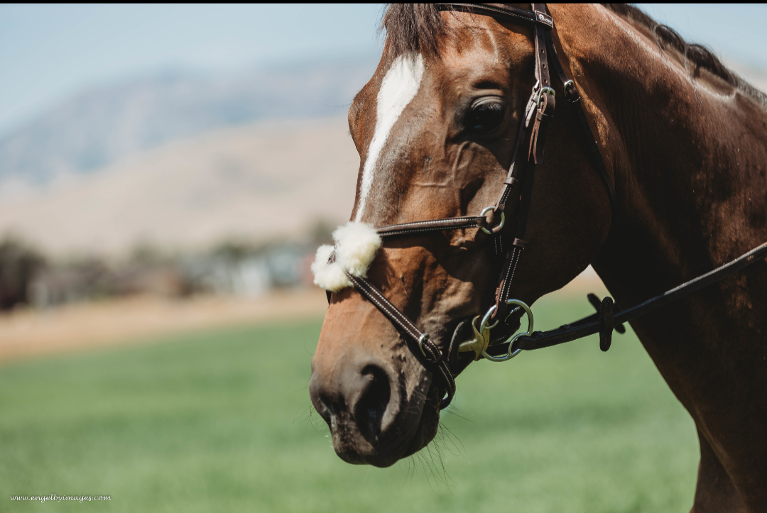 Second Series: Figure Eight Bridle