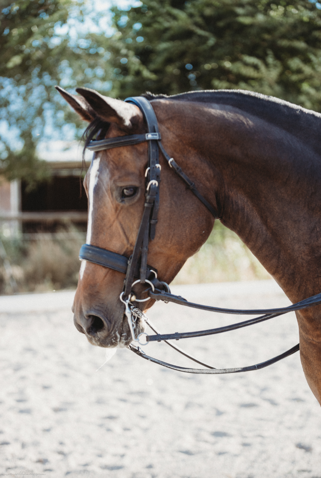 Raised Leather Reins