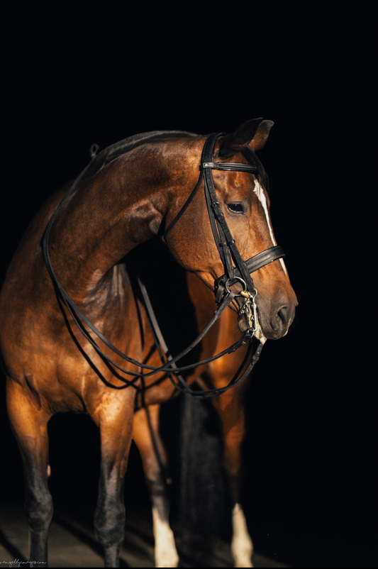 Convertible Dressage Bridle