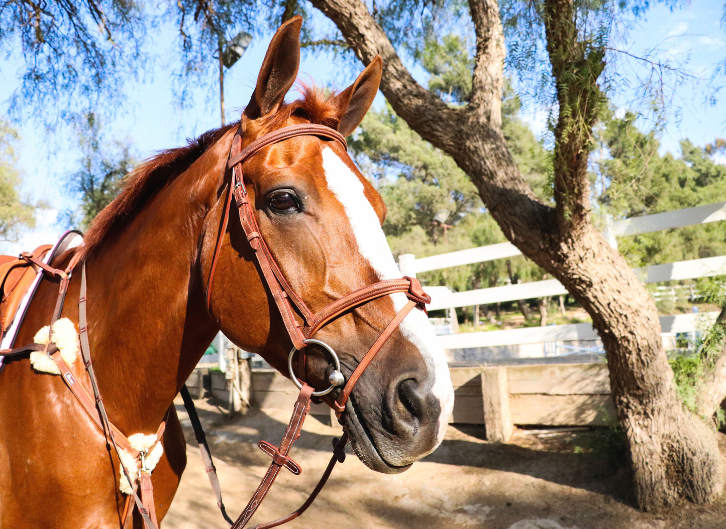 Jumper Bridle