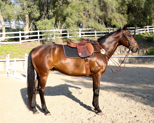 Breastplate: 5 Point Martingale