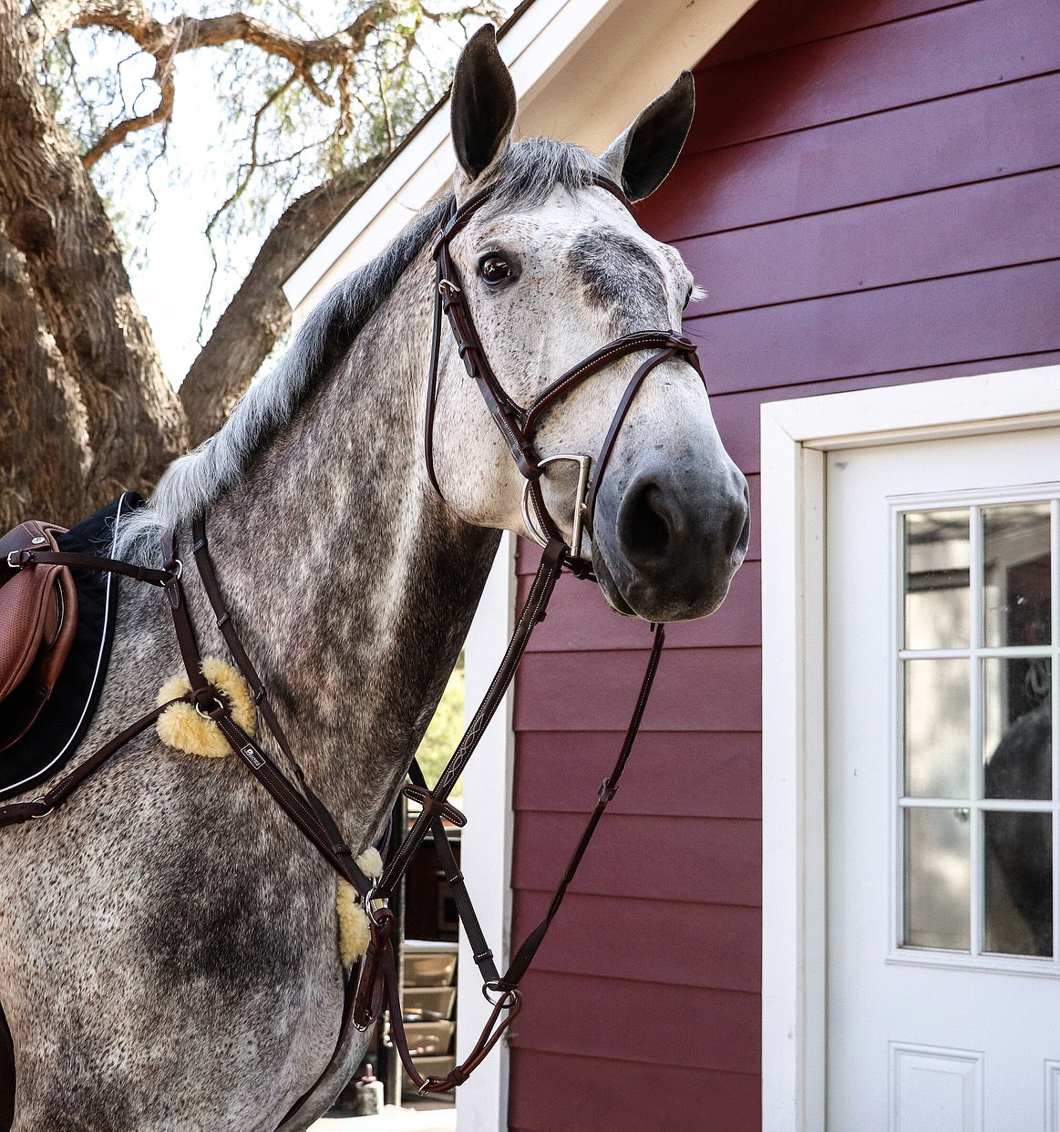 Jumper Bridle