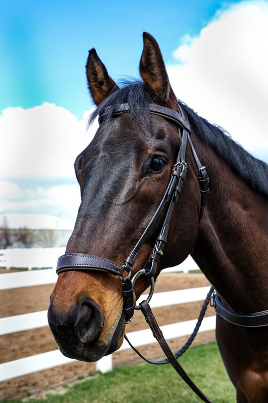 Drop Noseband Bridle