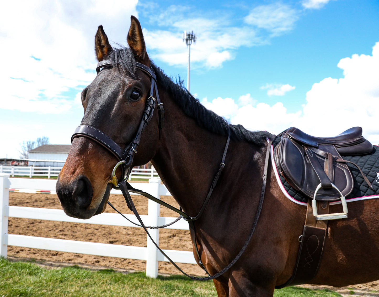 Wide Nose Bridle