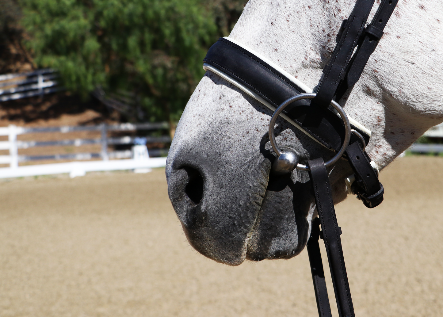 Convertible Dressage Bridle