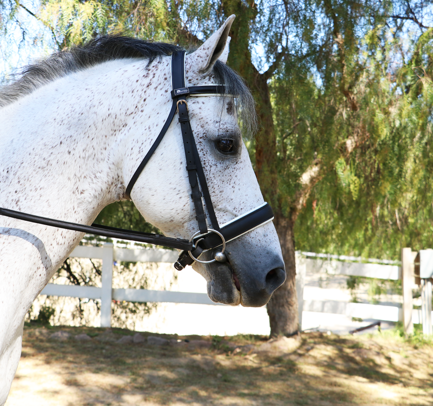 Convertible Dressage Bridle